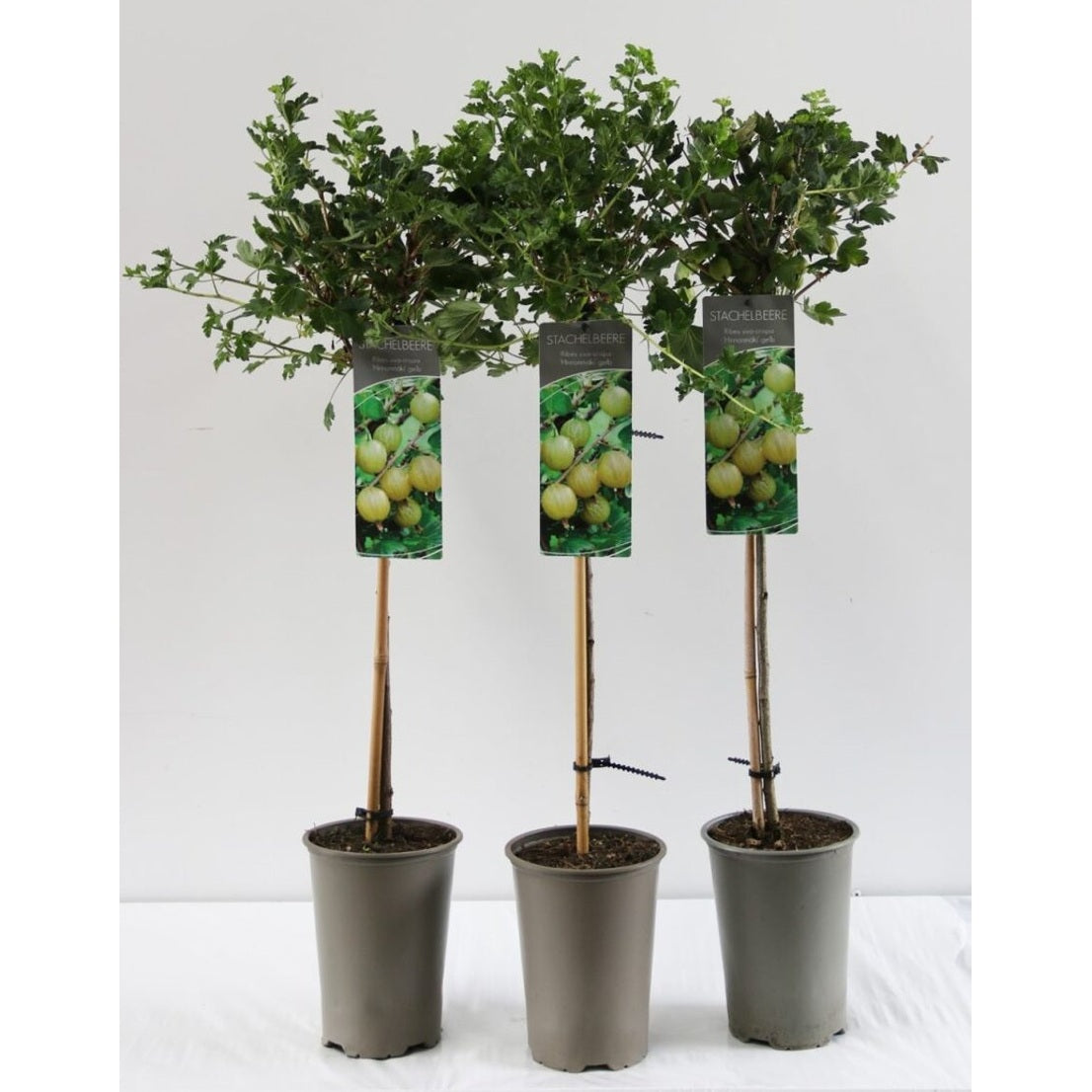 Krusbär – Ribes uva-crispa 'Hinnonmäki Gelb' - C3 80-100 CM